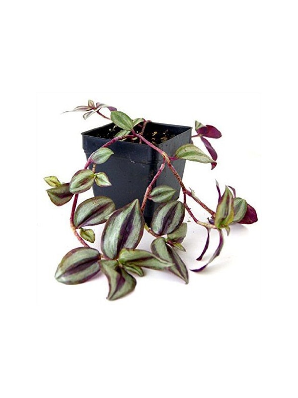 Wandering Jew